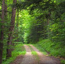 A trail in Loyalsock State Forest