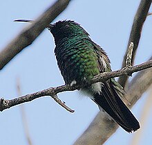 Flickr - Rainbirder - жасыл тамақты манго (Anthracothorax viridigula) .jpg