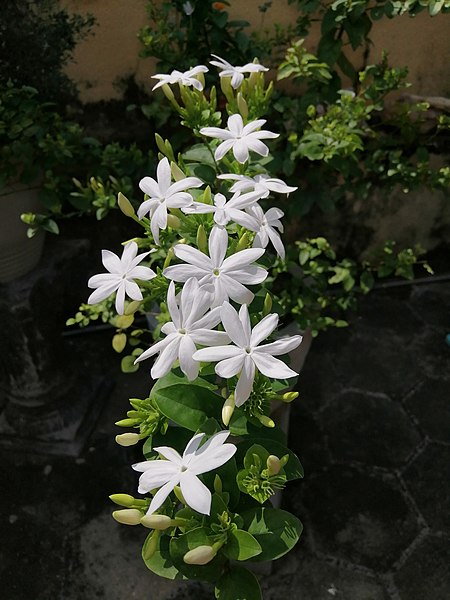 File:Flower Home Grown.jpg