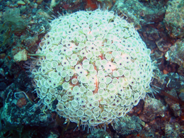 Flower Urchin (Toxopneustidae) (12 cm).png