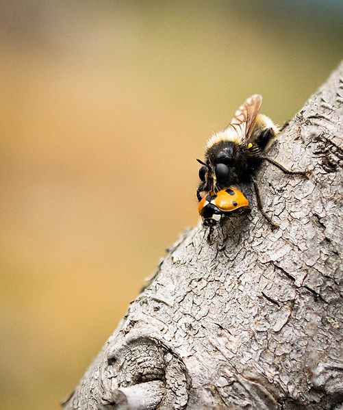 File:Fly nature animal insect macro.jpg