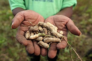 Food security, Indonesia (10695853234)