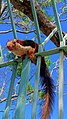 Forest Squirrel tirupati