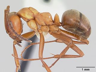 <i>Formica subintegra</i> Species of ant