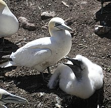 Подросший птенец на полкилограмма тяжелее своих родителей[8]