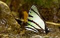 Fourbar Swordtail-Meghalaya.jpg