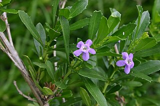 <i>Freylinia</i> Genus of flowering plants