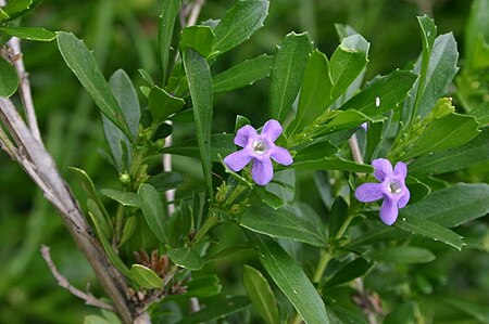 Freylinia tropica00.jpg