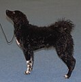 Frisian Waterdog, black