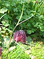 Fritillaria meleagris