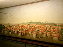 Mural of Flamingo Nesting Grounds Луи Агассиса в Американском музее естественной истории