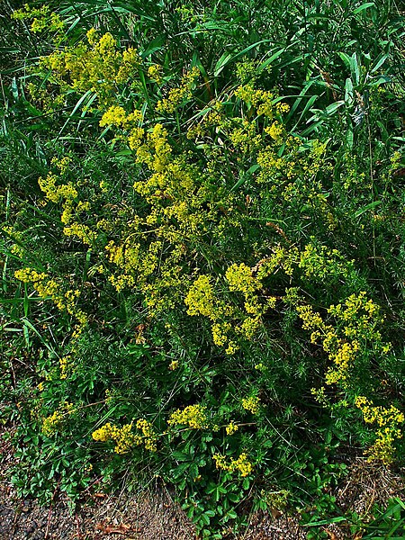 File:Galium verum 001.JPG