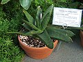 Gasteria croucheri has smooth spreading, dark green, slightly glaucous leaves