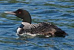 The common loon, Minnesota's state bird.