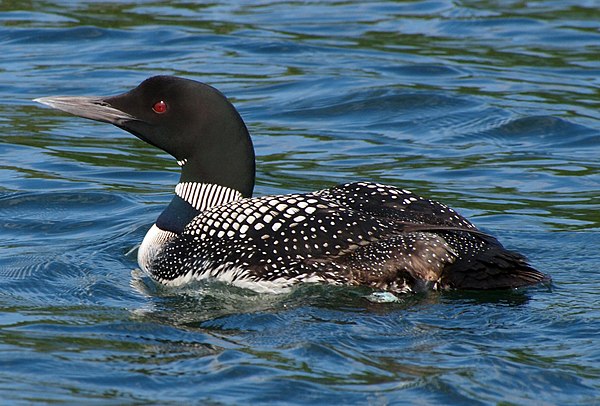 Loon