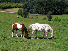 Dois cavalos em um campo gramado com árvores e uma estrada ao fundo.  Ambos os cavalos são marrons e brancos, mas o cavalo da esquerda tem as cores em manchas, enquanto o cavalo da direita é malhado.