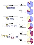 Thumbnail for Genomic organization