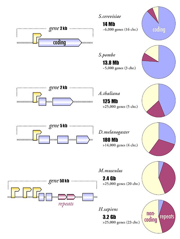 Алу последовательность. Ген 6000. Genome Size.