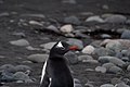 Gentoo penguin (Pygoscelis papua), Arctowski Antarctic Polish base-4.jpg
