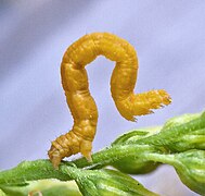 Twig Mimic Geometrid Caterpillar