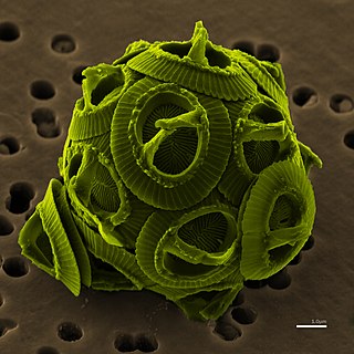 <i>Gephyrocapsa</i> Genus of single-celled organisms