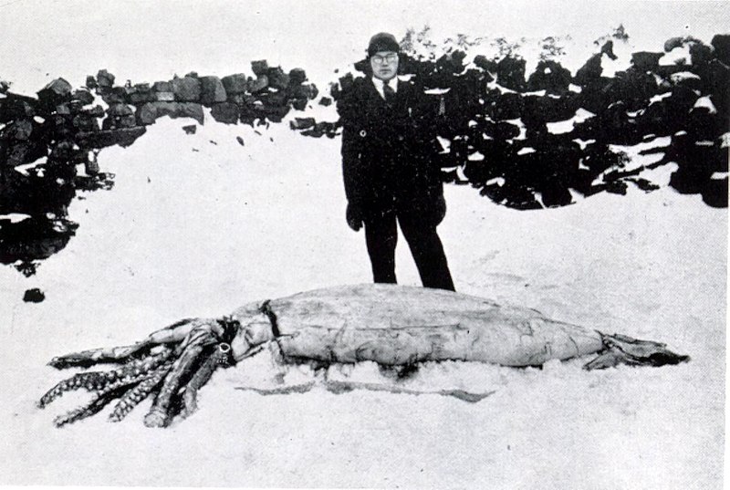 File:Giant squid from Dildo, Newfoundland, December 1933 (1).jpg