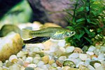 Gila topminnow Poeciliopsis occidentalis.jpg