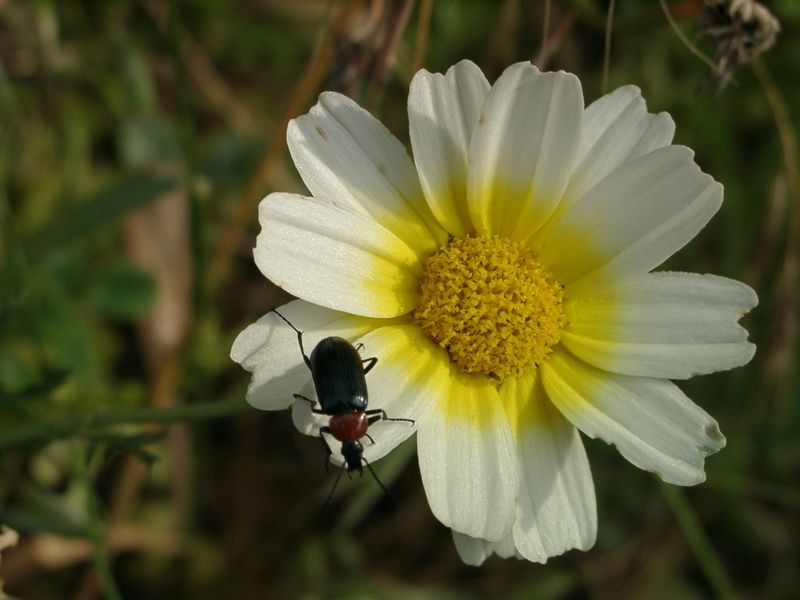 File:Glebionis coronaria discolor.jpg