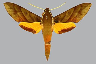 <i>Gnathothlibus saccoi</i> Species of moth