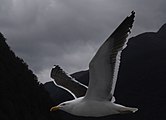 Goeland dans le Doubtful Sound (Nouvelle-Zélande)