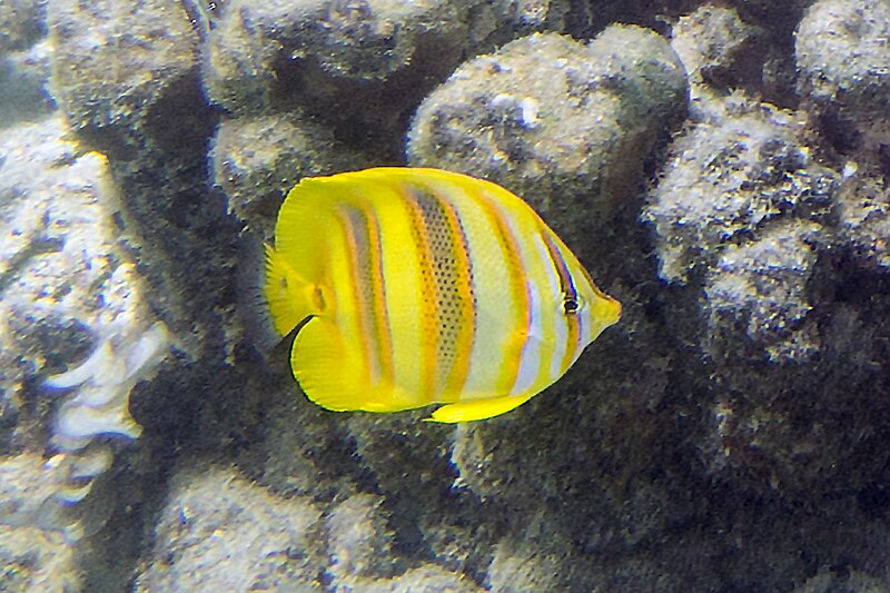 File:Goldbarred butterflyfish Chaetodon rainfordi - 31606307745.jpg