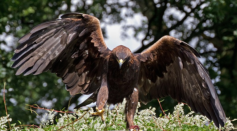 File:Golden Eagle 8a (6022365791).jpg