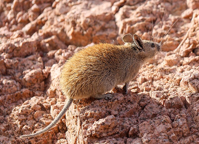 File:Golden Spiny Mouse from Saudi Arabia, Arabian Peninsula.jpg