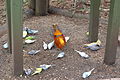 Golden pheasant with parakeets