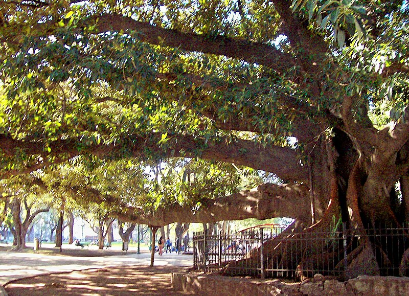 File:Gomero Ficus elastica, Plaza San Martín.jpg