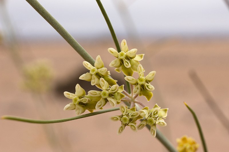 File:Gomphocarpus filiformis-asclepias buchenaviana-1428 (2) - Flickr - Ragnhild & Neil Crawford.jpg