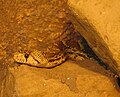 Gopher Snake Pituophis melanoleucus