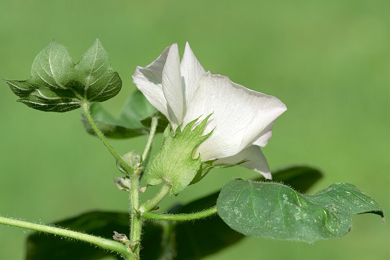 File:Gossypium herbaceum sepal.jpg