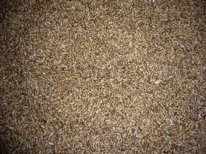 Grain de blé — Wikipédia