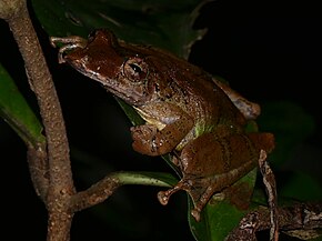 A Gran Rio ormányos Treefrog (Scinax proboscideus) (27150970689) .jpg képének leírása.