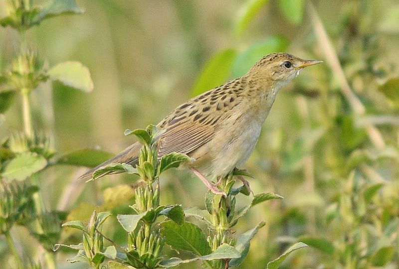 File:Grasshopper Warbler Locustella naevia by Dr. Raju Kasambe.jpg