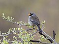 Gray-winged Inca-Finch - Incaspiza ortizi (cropped).jpg