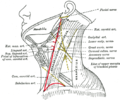 목의 측면, 목빗근과 등세모근 사이에 보이는 더부신경