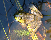 Frog sitting in the sun, on a bed of leaves and submerged in clear water, its eyes above the surface