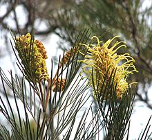 Grevillea whiteana.jpg