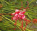 Grevillea 'Long John'