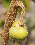 Miniatura para Grewia retusifolia