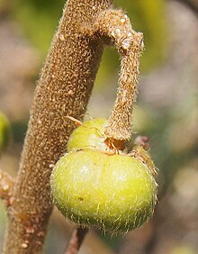 Grewia retusifolia плодове.jpg