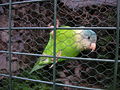 Grey-cheeked parakeet (B. pyrrhoptera)