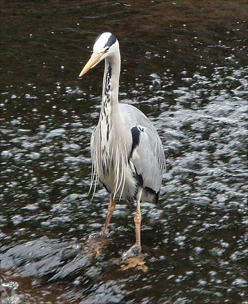 File:Greyheron.jpg